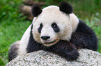giant panda