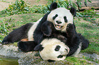 2 giant pandas