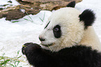 giant panda