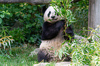 giant panda