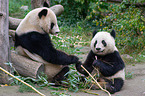 2 giant pandas