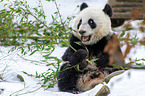 giant panda