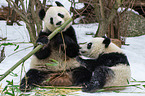 2 giant pandas
