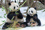 2 giant pandas