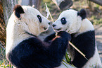 2 giant pandas