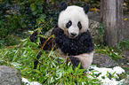 giant panda