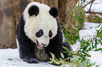 giant panda