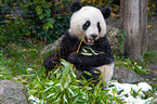 giant panda