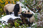 2 giant pandas