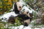 2 giant pandas