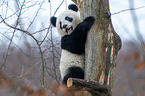 giant panda