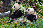 2 giant pandas