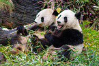 2 giant pandas