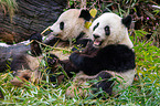 2 giant pandas