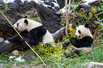 2 giant pandas