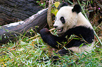 giant panda