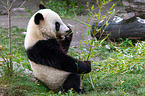 giant panda