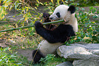 giant panda
