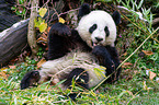 giant panda