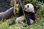 giant panda