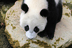 giant panda