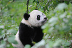 giant panda