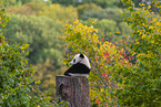 giant panda