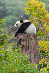 giant panda