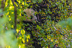 giant panda