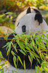 giant panda