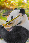 giant panda