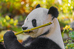 giant panda