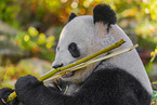 giant panda