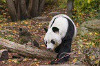 giant panda