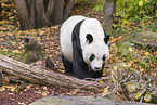giant panda