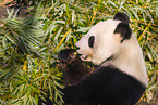 giant panda