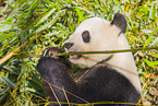 giant panda