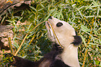 giant panda