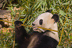 giant panda