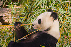 giant panda