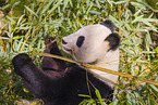 giant panda