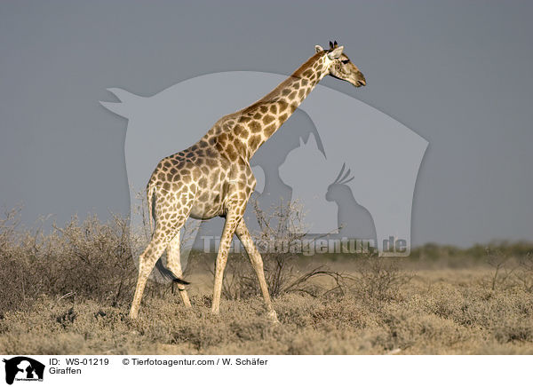 Giraffen / WS-01219
