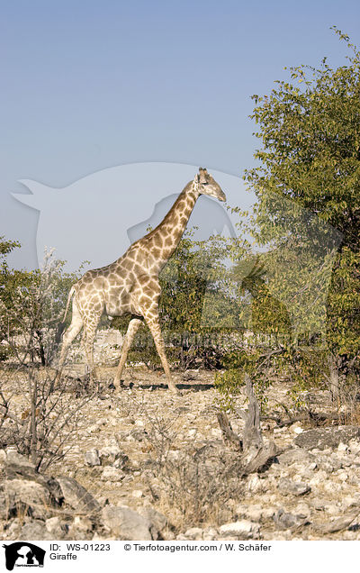 Giraffe / WS-01223