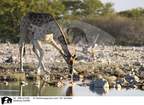 drinking Giraffe / WS-01228