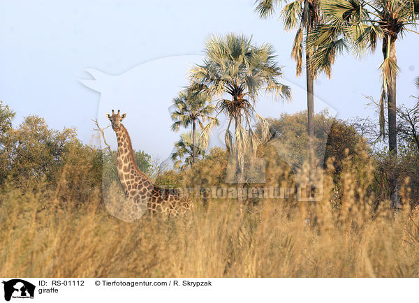 giraffe / RS-01112