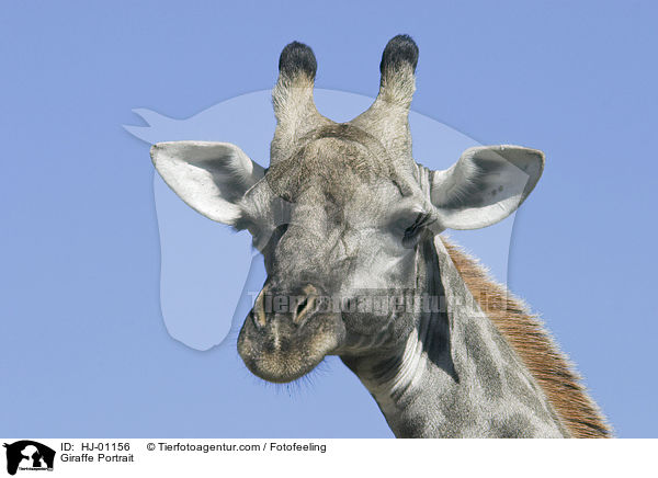 Giraffe Portrait / HJ-01156
