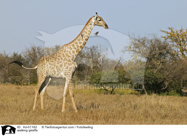 walking giraffe / HJ-01162
