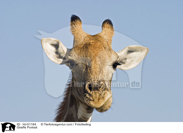 Giraffe Portrait / HJ-01164
