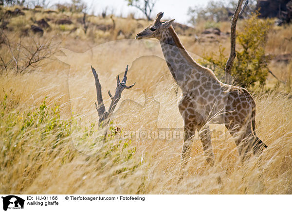 walking giraffe / HJ-01166