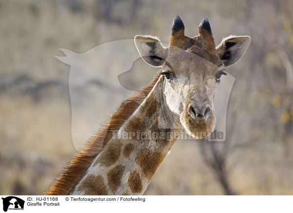 Giraffe Portrait / HJ-01168